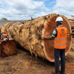 Le Cameroun relance l&rsquo;inventaire de son patrimoine forestier : une avancée pour une gestion durable des ressources
